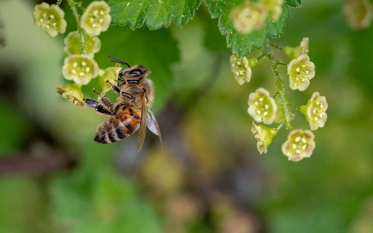 honey bee, natural honey